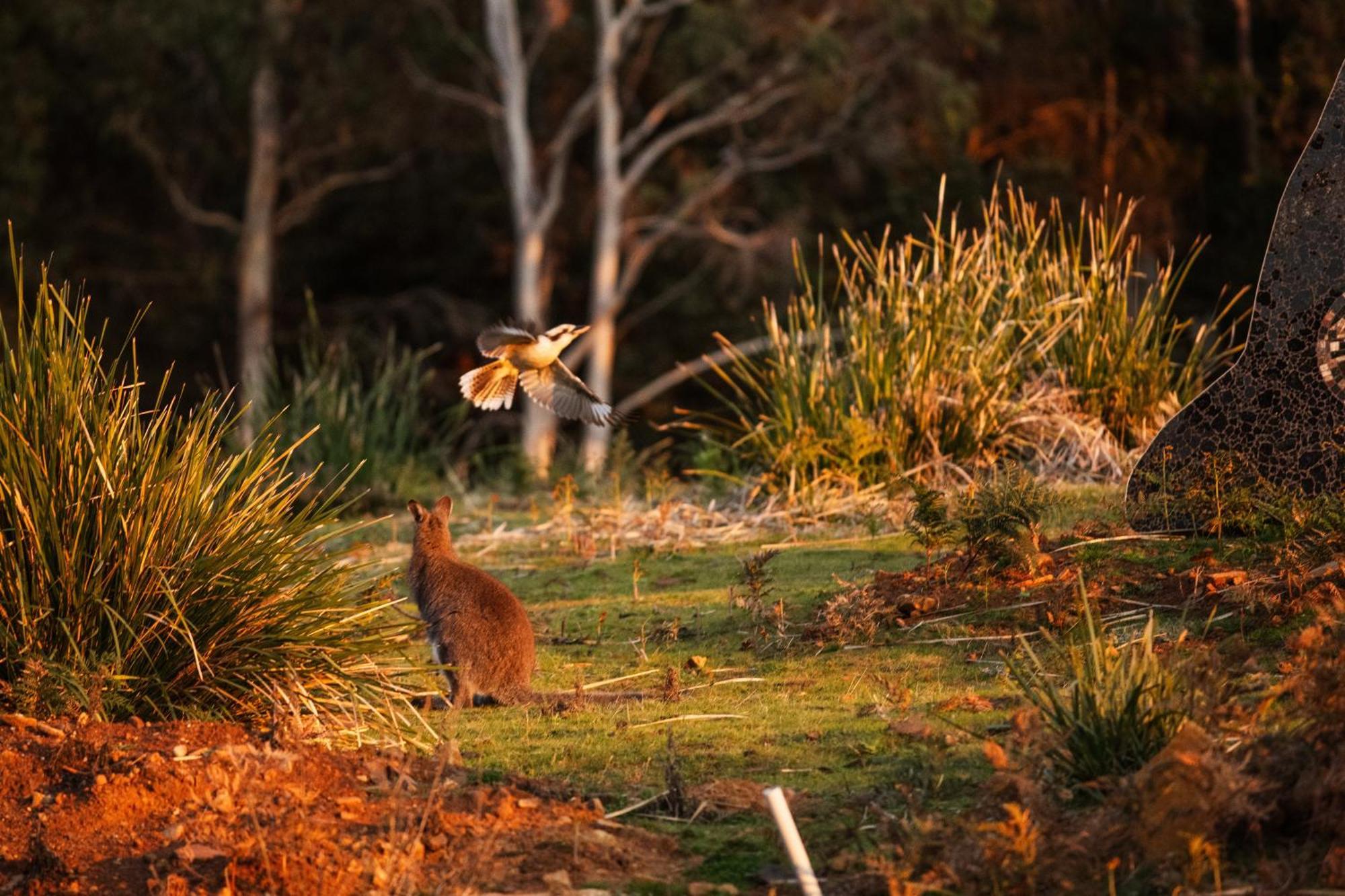 Freycinet Resort Coles Bay Ngoại thất bức ảnh